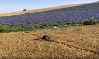 ‏۱۴۲‏‎ ‎درصد افزایش کشت گیاهان دارویی در برنامه هفتم توسعه خراسان‌شمالی